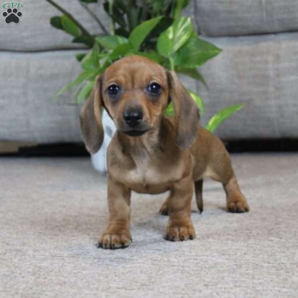 Dottie, Dachshund Puppy